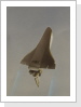 space shuttle star:t1986 / airbrush
